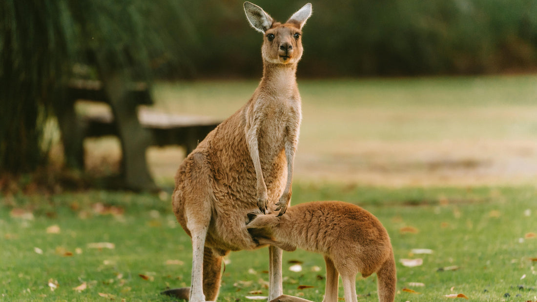 Steder du skal se i Vest Australien